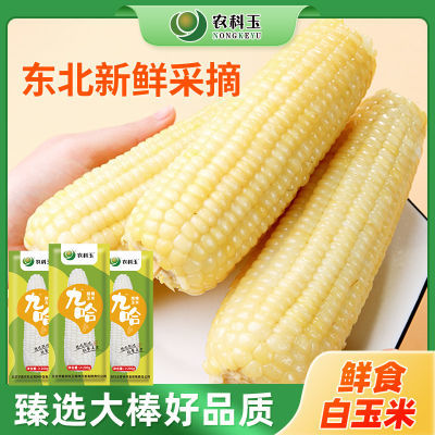 农科玉九哈白甜糯玉米鲜食玉米原装新鲜东北玉米真空包装