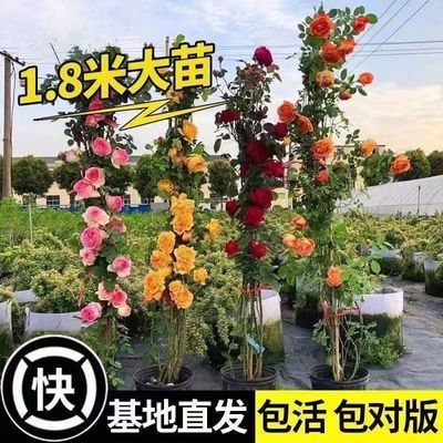 蔷薇花苗藤本月季特大花爬藤耐寒植物四季开花卉盆栽玫瑰浓香型