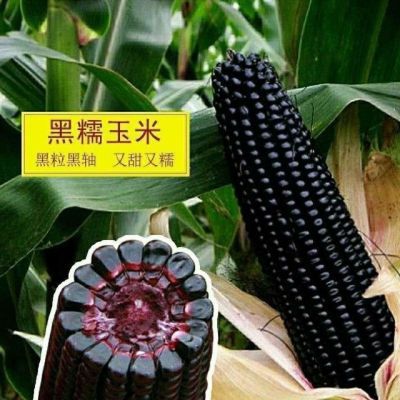 甜糯黑玉米种子2024新种 超甜黑玉米种子原装正宗粘糯黑玉米种子