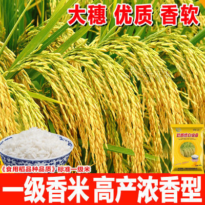 国审一级水稻种子香米高产正品壮香优白金6泰国香米早晚杂交水稻