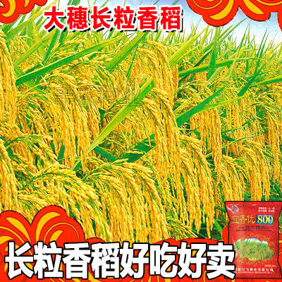 正品优质杂交水稻种子宜香优800高产丝苗香稻谷种云贵川水稻种
