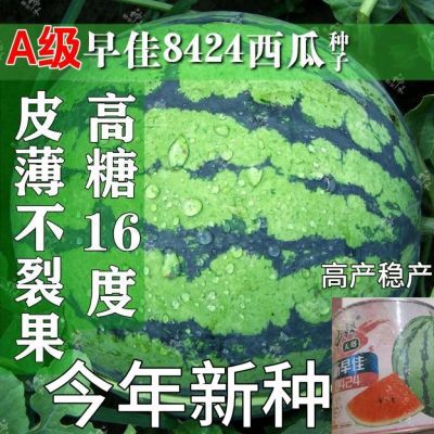 A级8424冰糖西瓜种子 早熟甜麒麟瓜皮薄不裂果抗病高产稳产易坐果