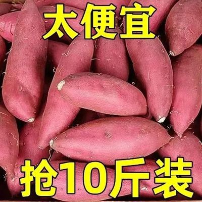 【首单直降】新鲜红薯10斤沙地板栗薯黄红心番薯糖心山芋地瓜