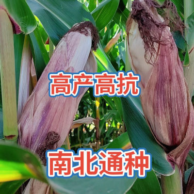 国审高产双胞胎玉米种子批发矮杆大棒紫杆紫叶抗病抗旱云贵川苞米