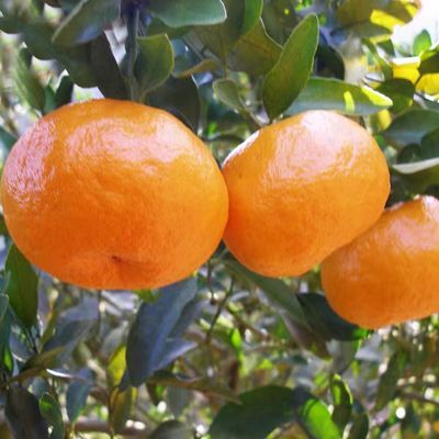 正宗芦柑新鲜水果批发应季当季桔子整箱橘子柑橘碰柑