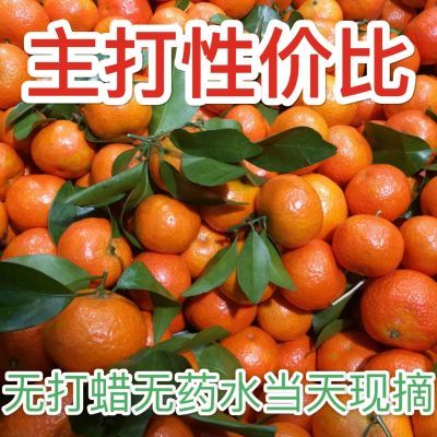 【正宗广西砂糖橘】应季水果橘子精选高品质高档泡沫箱新鲜当天摘