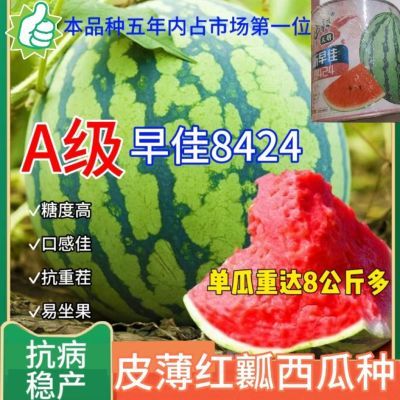 新品8424冰糖西瓜种子 A级早熟甜麒麟瓜皮薄不裂果抗病高产易坐果