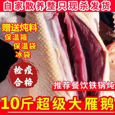 【极速发货】超大10斤鹅新鲜现杀鹅老鹅农家散养鹅整只鹅大白鹅鹅