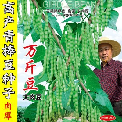 贵州四季豆种子夏季耐热耐高温软壳肉豆青棒豆四季豆秋季疏菜种子