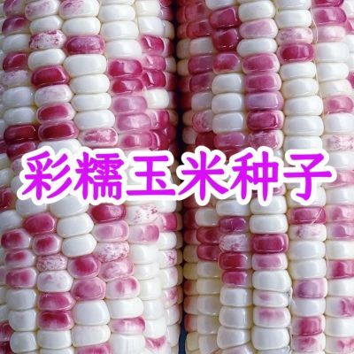 原装超甜彩糯玉米种子甜糯玉米粘包谷云贵川大田种子抗病耐旱矮杆