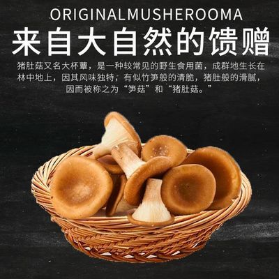 正宗猪肚菇类云南野山菌菇火锅蘑菇新鲜食用菌煲汤纯天然原生态