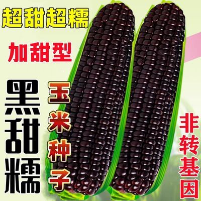 超甜黑糯玉米种子非转基因甜糯玉米种子加甜型黑玉米种子早熟高产