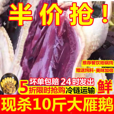 【极速发货】超大10斤鹅新鲜现杀鹅老鹅农家散养鹅整只鹅大白鹅