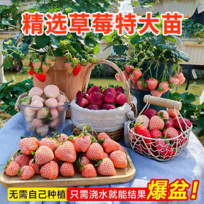 【20天结果】四季奶油草莓苗盆栽批发新品种脱毒草莓苗南北方种