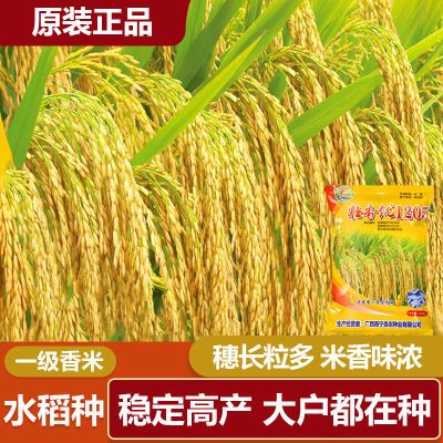壮香优1205 一级香米双季稻杂交水稻种子稻谷种产量高长穗香稻子