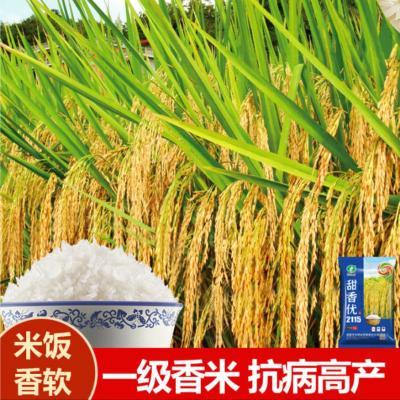 部标一级香米甜香优2115原装正品高产杂交水稻种子大全优质谷种子