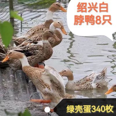 绍兴鸭活体半大白脖鸭绿壳蛋绍兴麻鸭活体鸭包邮正品活的【5月19日发完】