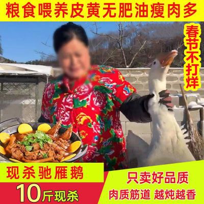 【极速发货】超大10斤鹅新鲜现杀鹅农家散养鹅整只鹅老鹅大白鹅肉