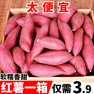 【今日优选】白心板栗红薯新鲜沙地农家红皮番薯白瓤地瓜粉面甜