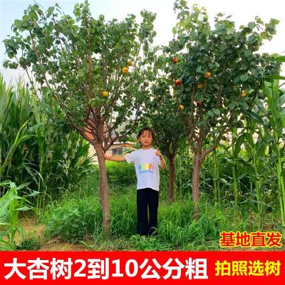 嫁接杏树苗甜杏苗特大巨蜜王杏子苗果树苗当年结果南北方四季种植