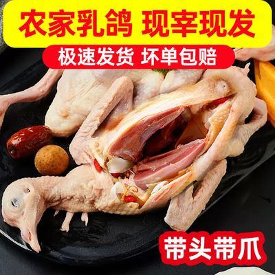 【极速发货】乳鸽鸽子现杀新鲜农家散养新鲜鸽子杂粮滋补乳鸽土鸽