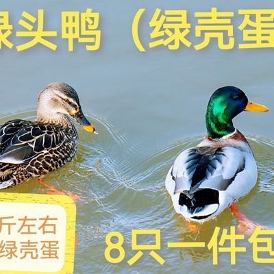 散养绿头鸭母鸭公鸭半大脱温鸭活鸭苗绿壳蛋鸭包邮包活到家活的【5月21日发完】