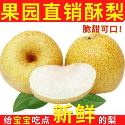 【正宗当季】新鲜山西酥梨贡梨现摘梨酥梨应季水果薄皮梨新鲜整箱