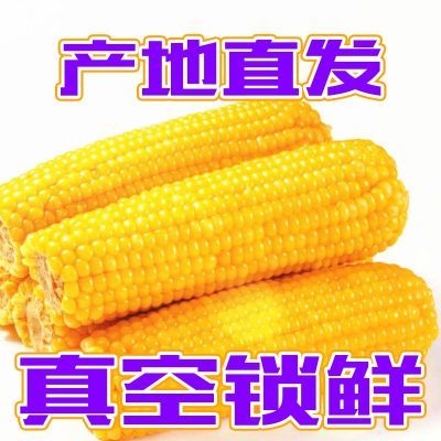 【新年福利】新鲜玉米甜糯玉米大段东北真空包装非转基因整箱批发