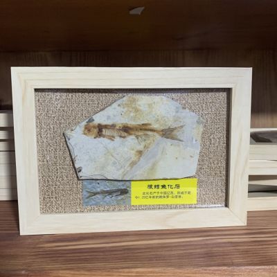 狼鳍鱼化石标本框外尺17*12CM#朝阳鱼化石原石真品朝阳发货成品