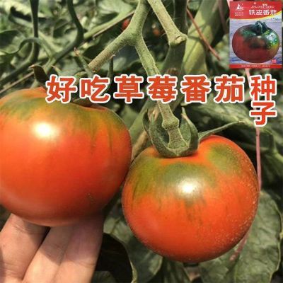 水果草莓番茄种子超甜番茄苗东北铁皮柿子种籽阳台大田春秋冬四季