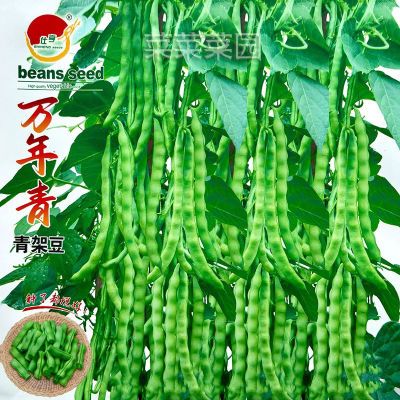 贵州四季豆种籽大全肉厚软壳青荚青棒豆角四季豆种孑春季蔬菜种子