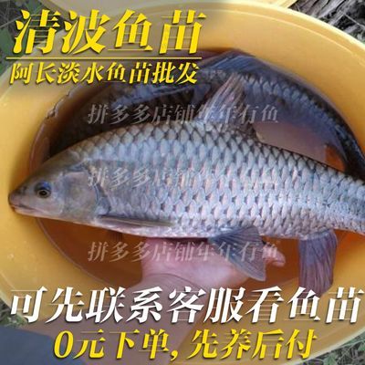 新鲜清波鱼苗马口中华冷冻鲜活食用军鱼苗大鱼军鱼青竹鲤鱼黄娟鱼