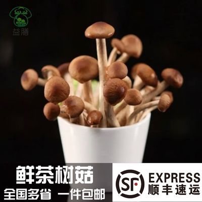 茶树菇新鲜非干货福建特产茶仙菇食用菌煲汤炒菜爆炒一件包邮批发