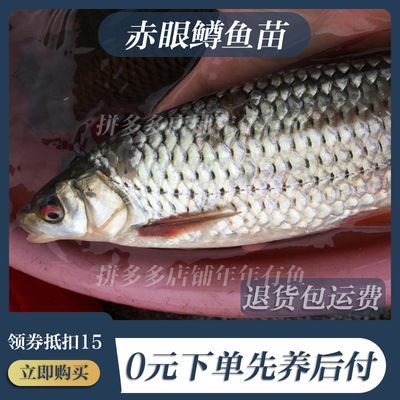 赤眼鳟鱼苗红眼参鱼生长快适应性强活鱼饲料鱼淡水养殖野草鱼包活