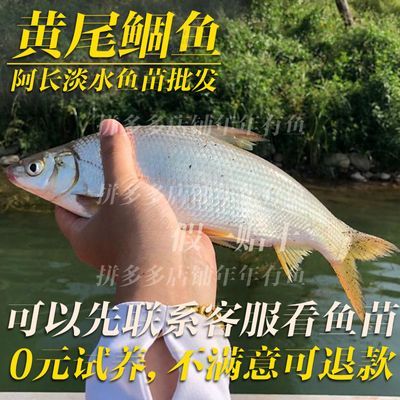 黄尾鯝鱼苗黄片鱼苗黄尾鱼苗黄鱼苗黄姑子淡水养殖鱼苗冷水鱼苗