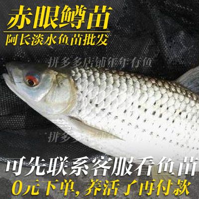 赤眼鳟鱼苗适应性强鲜活鱼淡水养殖野草鱼包活水产养殖物资捕鱼服