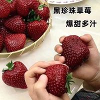 四季奶油草莓苗大棚苗食用盆栽新品种黑草莓露天阳台种植当年结果