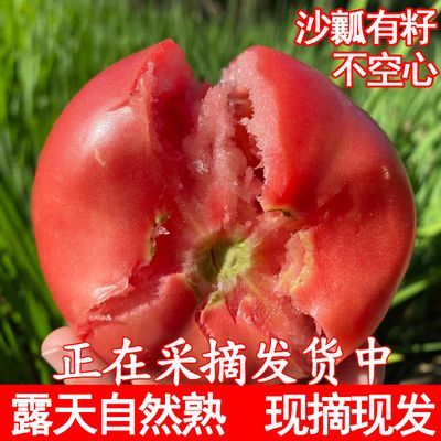 攀枝花沙瓤西红柿新鲜蔬菜露天自然熟番茄大果生吃水果批发510斤