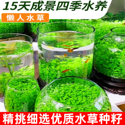 水草种子水草泥生态创意鱼缸玻璃瓶水培植物四季水养植物种子造景