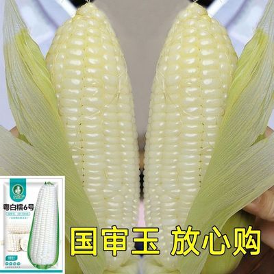 【糯+甜】白糯甜玉米种子高产矮杆大棒春秋播非转基因玉米种子