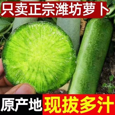 【高品质】5/9斤正宗青皮萝卜农家自种生吃脆新鲜蔬菜水果胡萝卜
