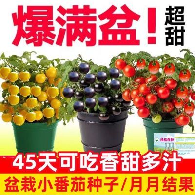 矮生盆栽番茄种子四季小西红柿圣女果黑珍珠水果阳台种植蔬菜种子