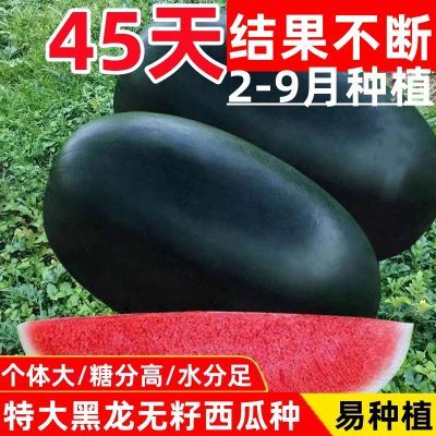 无籽黑龙西瓜种子特大高产甜早熟薄皮四季播水果黑皮巨型西瓜种子