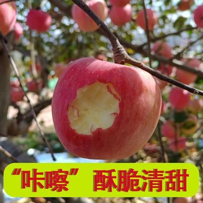陕西延安红富士苹果原产地新鲜水果一整箱当季苹果5斤大果冰糖