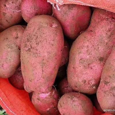 2024年云南高原红皮黄心土豆新鲜现挖现发红皮黄心大小土豆5-10斤
