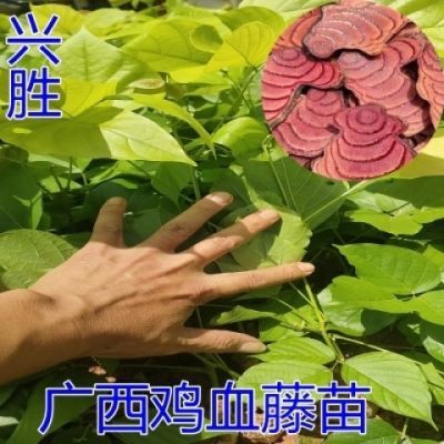 鸡血藤苗密花豆五层风紫梗藤马鹿花营养袋苗南方种植带土