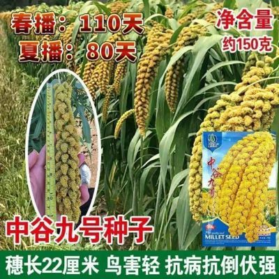 黄小米种子农科院新品种 中谷九号 黄小米种子优质五谷杂粮种子