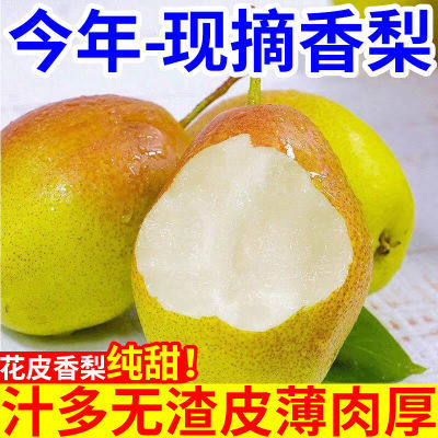 【爆甜】新疆香梨新鲜梨子水果脆甜皮薄批发超甜应季青红香酥整箱
