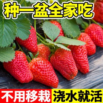 奶油草莓种子四季种植奶油草莓籽四季草莓草莓种子养不死草莓种子