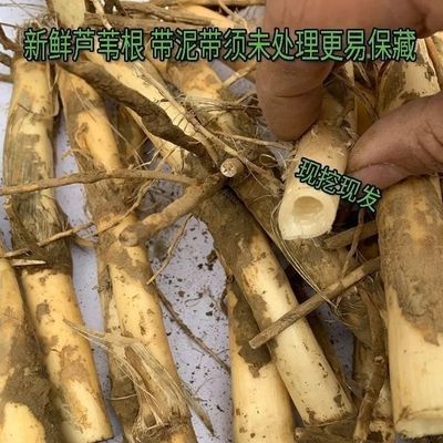 清热正宗现挖新鲜芦苇中药材野生鲜粗芦根嫩根芦柴500苇子